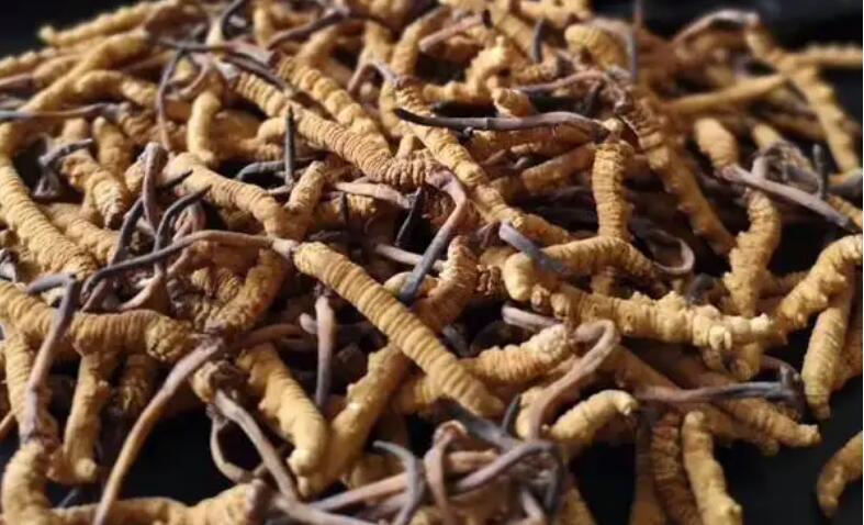 網(wǎng)上買的冬蟲夏草是真的嗎？