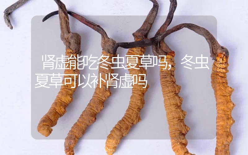 腎虛能吃冬蟲夏草嗎，冬蟲夏草可以補(bǔ)腎虛嗎？