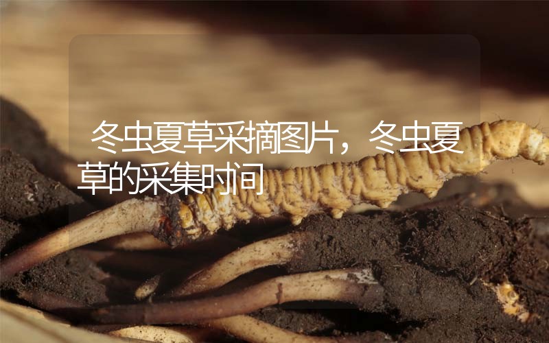 冬蟲夏草采摘圖片，冬蟲夏草的采集時(shí)間