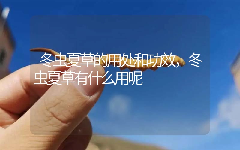 冬蟲夏草的用處和用法，冬蟲夏草有什么用呢