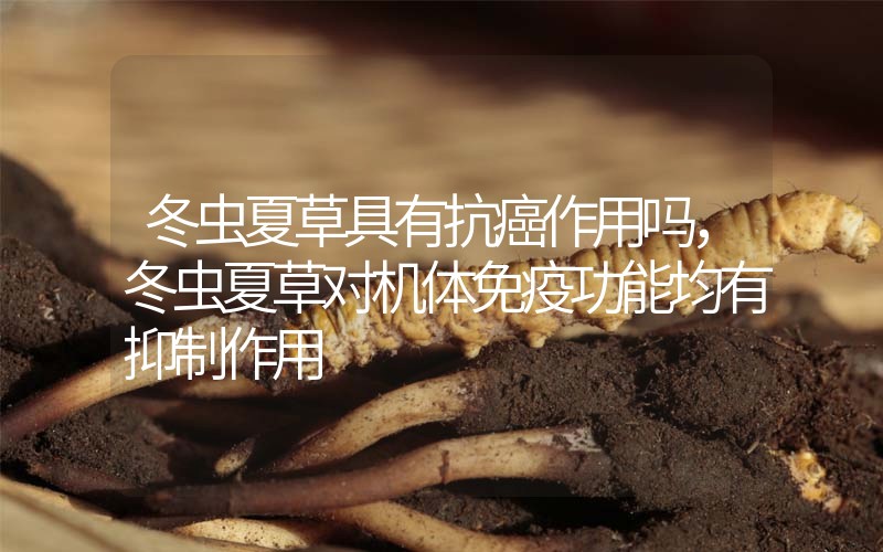 冬蟲夏草具有抗癌作用嗎，冬蟲夏草對機體免疫功能均有抑制作用