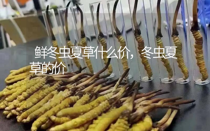 鮮冬蟲夏草什么價，冬蟲夏草的價格
