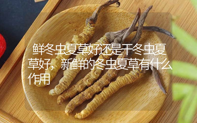 鮮冬蟲夏草好還是干冬蟲夏草好，新鮮的冬蟲夏草有什么作用