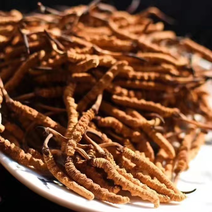 冬蟲夏草為什么這么貴呢？有便宜的能買嗎