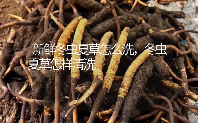 新鮮冬蟲夏草怎么洗，冬蟲夏草怎樣清洗
