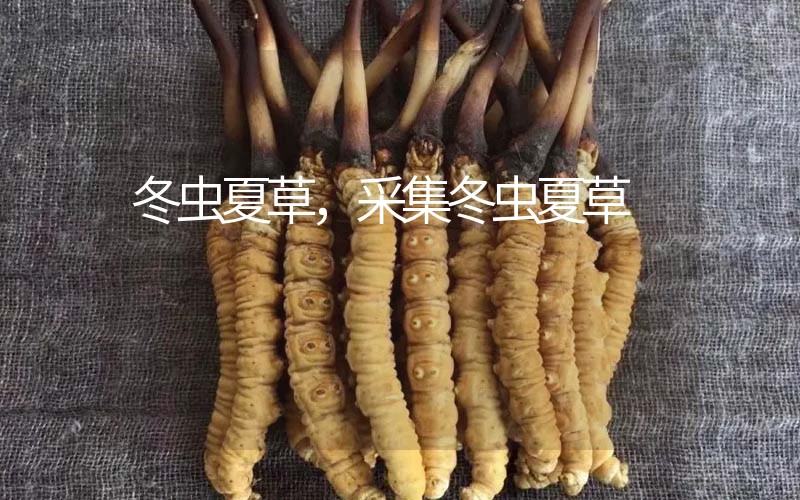 冬蟲夏草采挖時間，什么時候采集冬蟲夏草