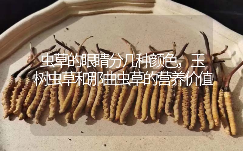 蟲草的眼睛分幾種顏色，玉樹蟲草和那曲蟲草的營養(yǎng)價值