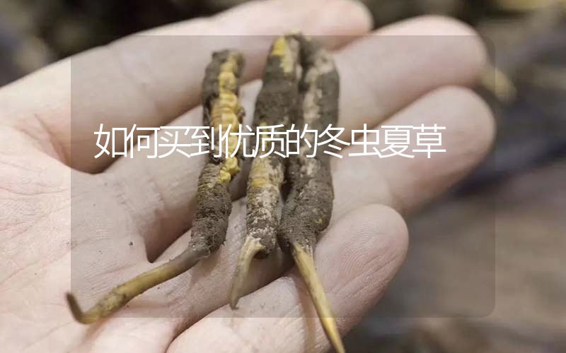 如何買到優(yōu)質(zhì)的冬蟲(chóng)夏草,那曲蟲(chóng)草如何分辨