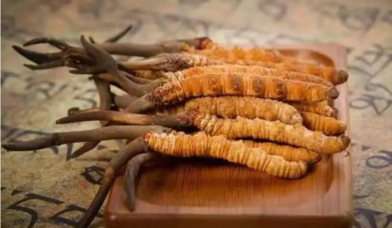 鮮蟲草和干蟲草，應(yīng)該怎么選擇？