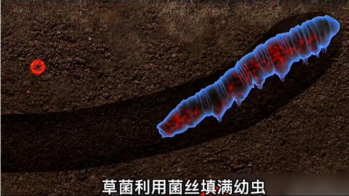 神奇的冬蟲夏草為什么能從蟲子變成草？它到底是怎么形成的呢？