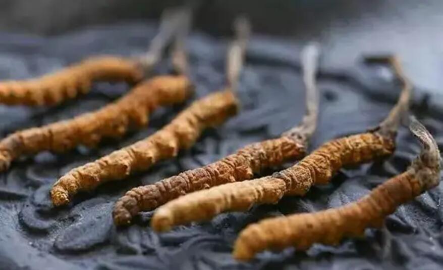 頭期冬蟲夏草、中期蟲草和末期蟲草，應(yīng)該如何選擇？