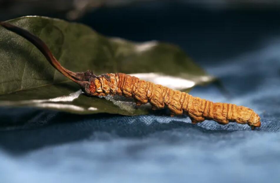 冬蟲夏草的由來，冬蟲夏草是怎么形成的？