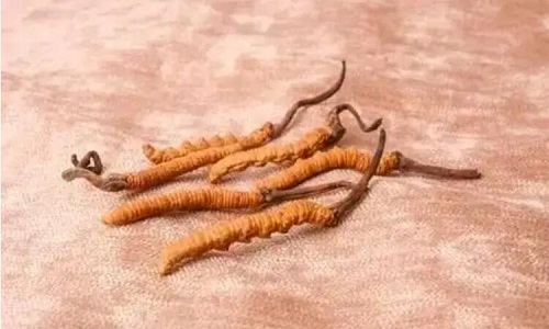 哪個(gè)產(chǎn)地的冬蟲夏草營(yíng)養(yǎng)價(jià)值高,哪里的蟲草更好？