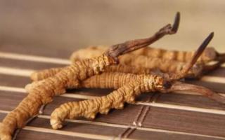 新鮮冬蟲(chóng)夏草哪里有賣(mài)？哪里可以買(mǎi)到新鮮的冬蟲(chóng)夏草？