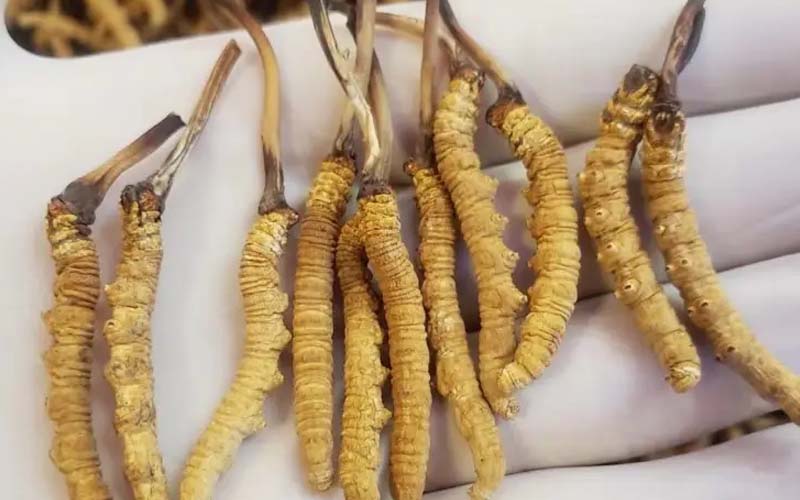 吃冬蟲夏草會過敏嗎？冬蟲夏草禁忌！