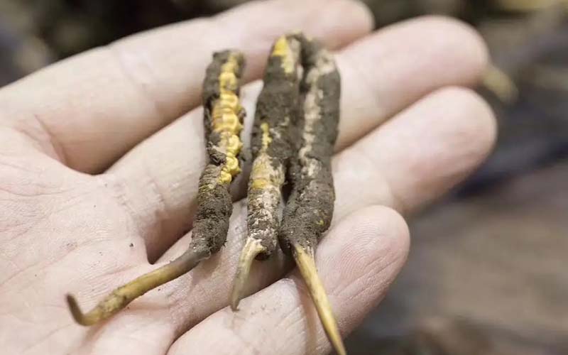 西藏那曲冬蟲(chóng)夏草批發(fā)價(jià)格?那曲蟲(chóng)草批發(fā)價(jià)多少錢一斤？