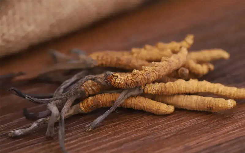 冬蟲夏草怎樣吃效果好？冬蟲夏草的食用方法！