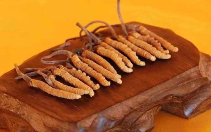 冬蟲夏草需要每天吃嗎?冬蟲夏草一天吃多少？