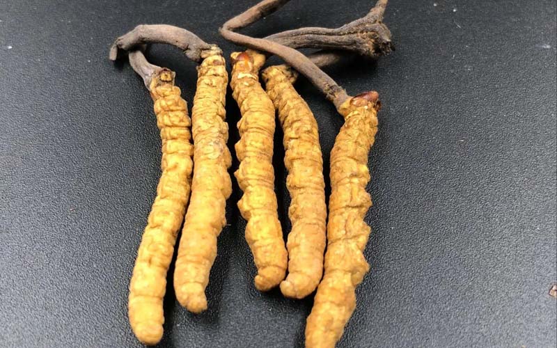 女人服用冬蟲夏草有什么作用？冬蟲夏草對女性的作用  ? ?