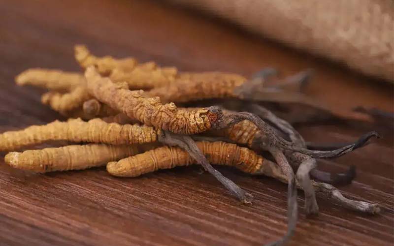 西藏的冬蟲夏草作用如何？