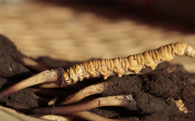 為什么有的人吃蟲草沒有效果？