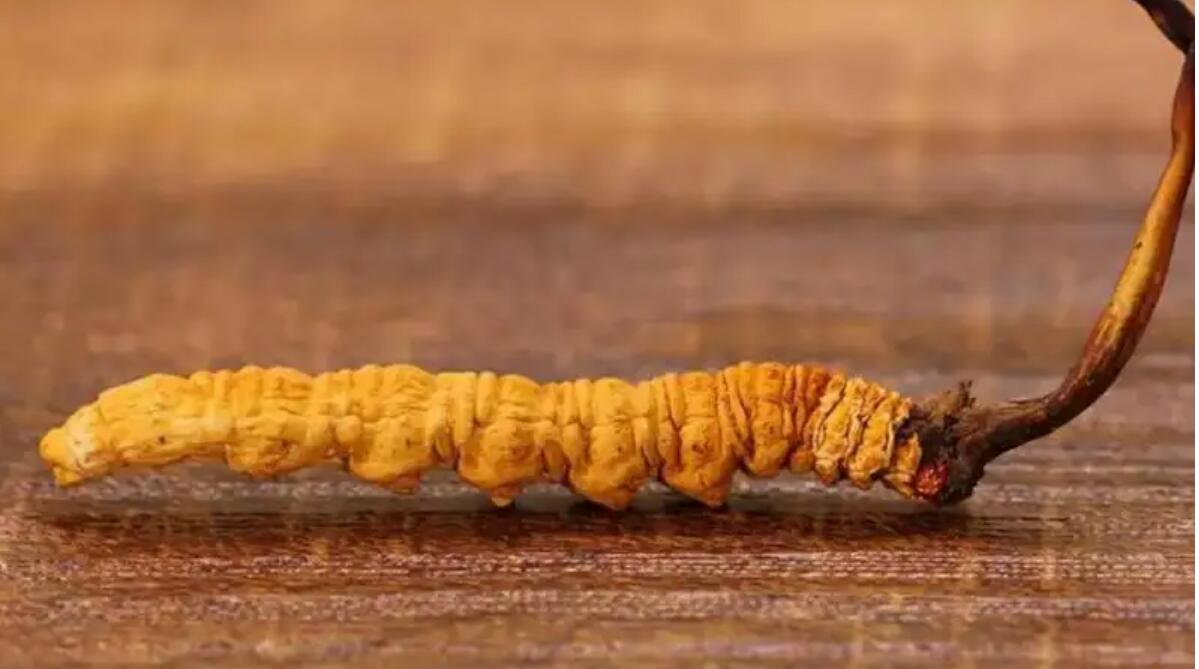 冬蟲(chóng)夏草普洱茶效果好嗎？