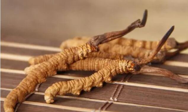 新鮮真假冬蟲夏草辨別方式？