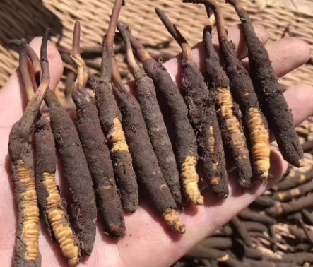 <a href=http://m.dxpav.com/xinxian/ target=_blank class=infotextkey>新<a href=http://m.dxpav.com/xinxian/ target=_blank class=infotextkey>鮮冬蟲夏草</a></a>