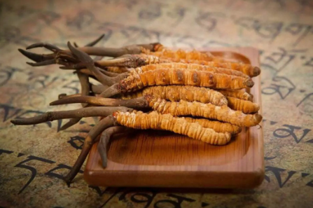 蟲草就是冬蟲夏草嗎？有多少人被假蟲草忽悠