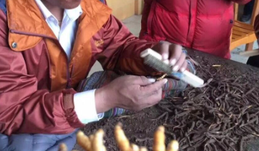 冬蟲(chóng)夏草