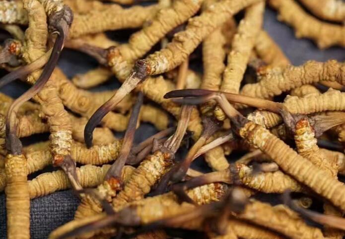 什么樣的冬蟲夏草不能買？
