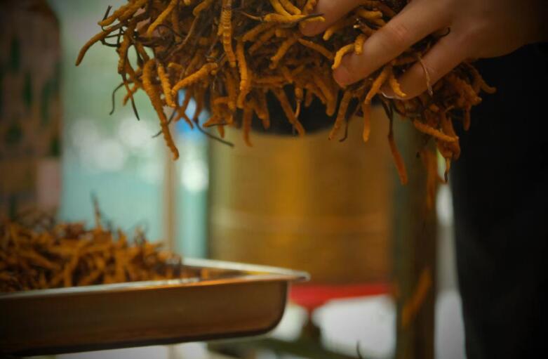 冬蟲夏草有什么作用?和大小、斷草有關系嗎?