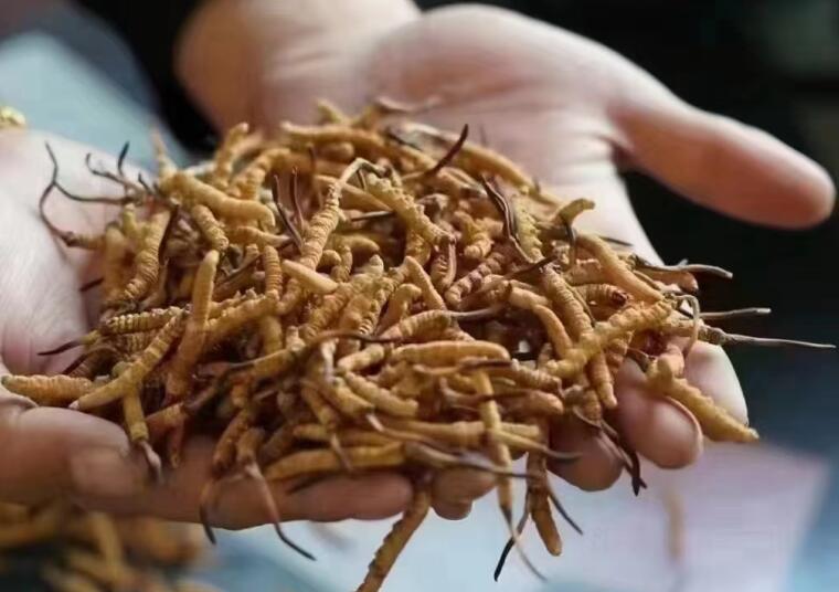 新鮮冬蟲夏草怎么洗最好？新鮮冬蟲夏草怎么清洗？