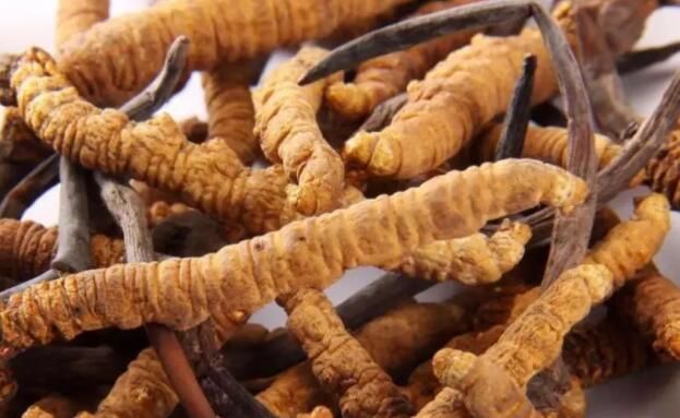 <a href=http://m.dxpav.com/chifa/ target=_blank class=infotextkey>冬蟲夏草的吃法</a>