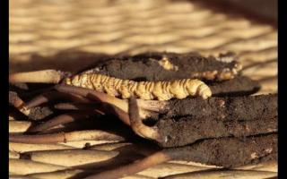 如何通過(guò)聞來(lái)識(shí)別高品質(zhì)的冬蟲(chóng)夏草