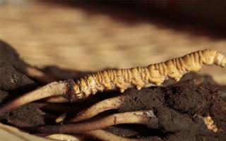 蟲草就是冬蟲夏草嗎？