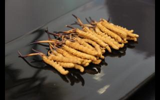 冬蟲夏草顏色對(duì)價(jià)格有什么影響？