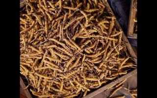 了解一下：冬蟲夏草的產(chǎn)地和采摘方式！