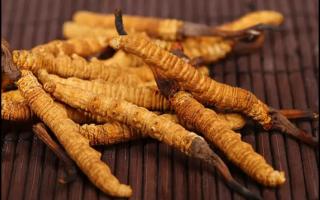 挑選好的冬蟲夏草產(chǎn)品，需要注意哪些問題？