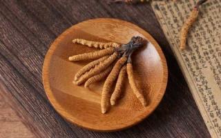 為什么新鮮的冬蟲夏草更得人心？