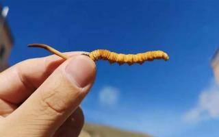 挑戰(zhàn)你的眼力：看出新鮮冬蟲(chóng)夏草和干草的差異嗎？