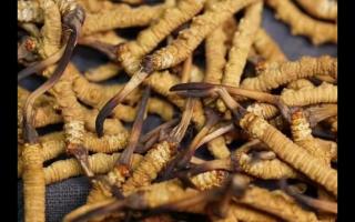 怎么去判斷冬蟲夏草的品質好壞