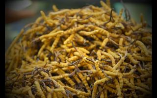 在哪個(gè)季節(jié)購(gòu)買冬蟲夏草比較好！