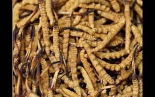 高品質(zhì)冬蟲夏草，全程人工采挖值得信賴！