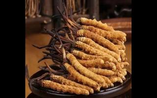 冬蟲夏草變質(zhì)了還可以吃嗎？不要被誤導(dǎo)！