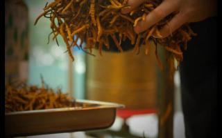 冬蟲(chóng)夏草貯藏不當(dāng)會(huì)變軟變空！