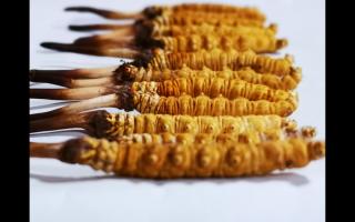 冬蟲夏草里為何會有斷草、牙簽草、癟草之類的！