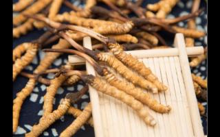 相同大小規(guī)格的冬蟲夏草 為何子座有長(zhǎng)有短！