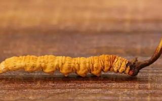 冬蟲夏草都分為哪幾個等級？有何不同？