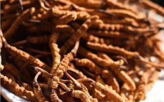 清燉冬蟲(chóng)夏草怎么吃？如何清燉？